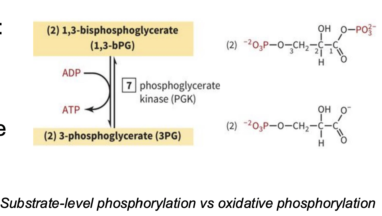 <p>PAYOFF PHASE STEP 7: ADP is Phosphorylated to ATP using a phosphate from 1,3-BPG</p>