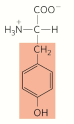 <p>Aromatic</p>