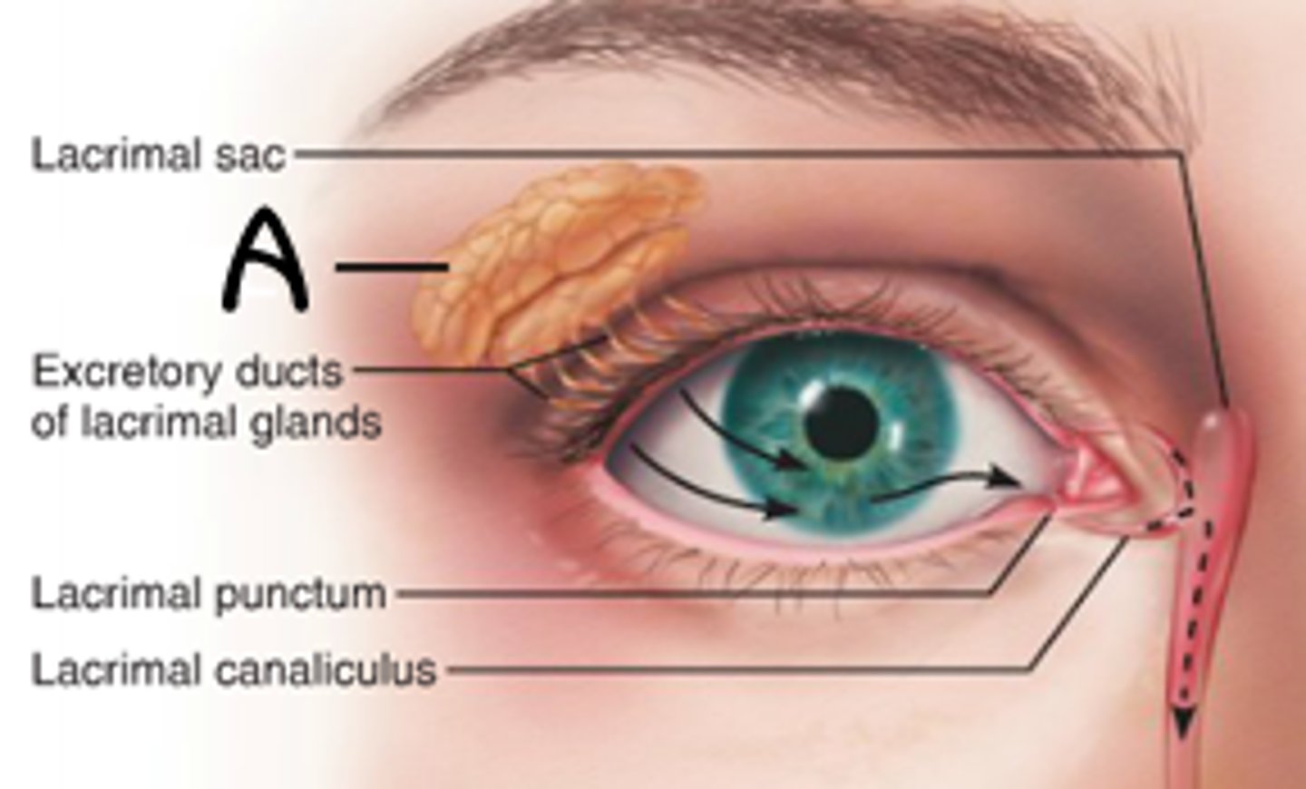 <p>A</p><p>Function: creates and secretes lacrimal fluid (tears) which keep the eye moist</p>