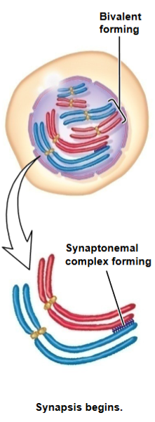 What stage of prophase of meiosis I is this? 