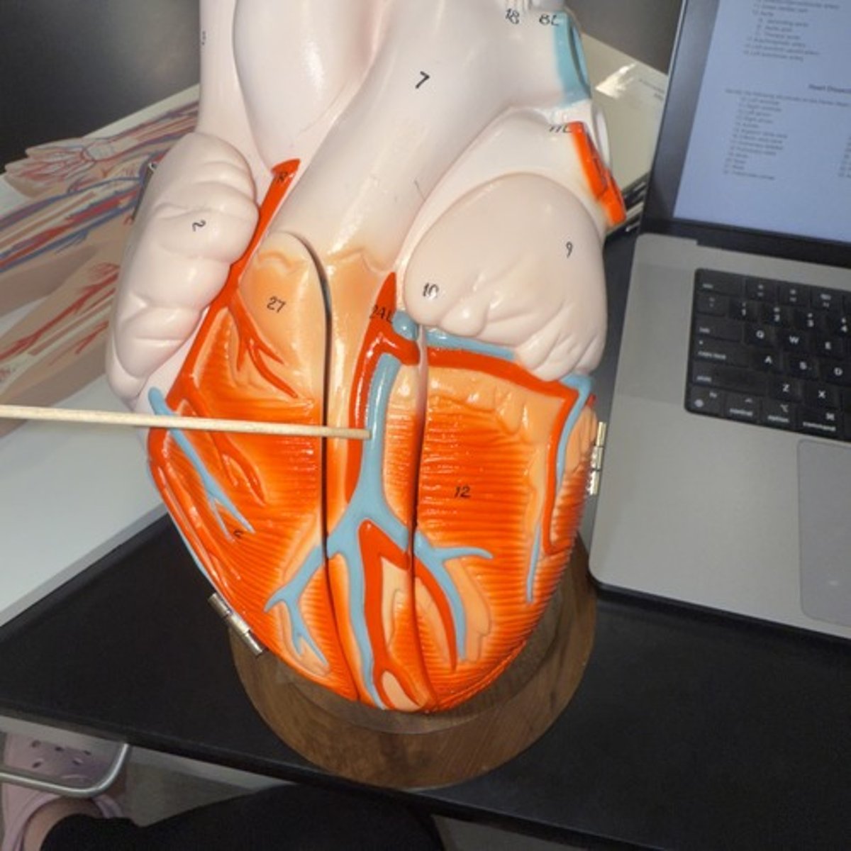 <p>Identify the structure.</p>