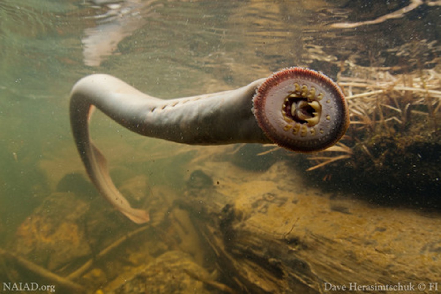 <p>Chordata, Subphylum vertebrata, jawless fish (lampreys, hagfishes, etc.)</p>