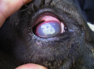<p>- uterine infections (abortion)</p><p>- meningo-encephalitis</p><p>- mastitis (rare)</p><p>- septicaemia, and iritis with uveitis</p>