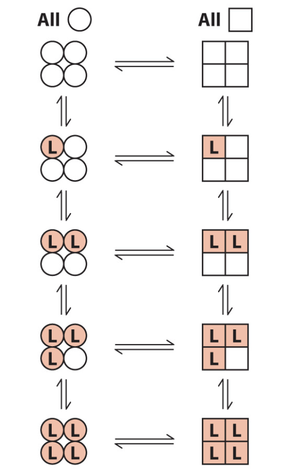 <ul><li><p>all or nothing</p></li><li><p>in the absence of L, all subunits of a multimer are thought to be in the inactive T (more stable) or the active R form</p></li><li><p>circles = T, squares = R, shading and L = ligand binding</p></li><li><p>inactive state destabalised by L binding</p></li></ul><p></p><ul><li><p>all subunits transition from T to R simultaneously</p></li></ul><p></p>