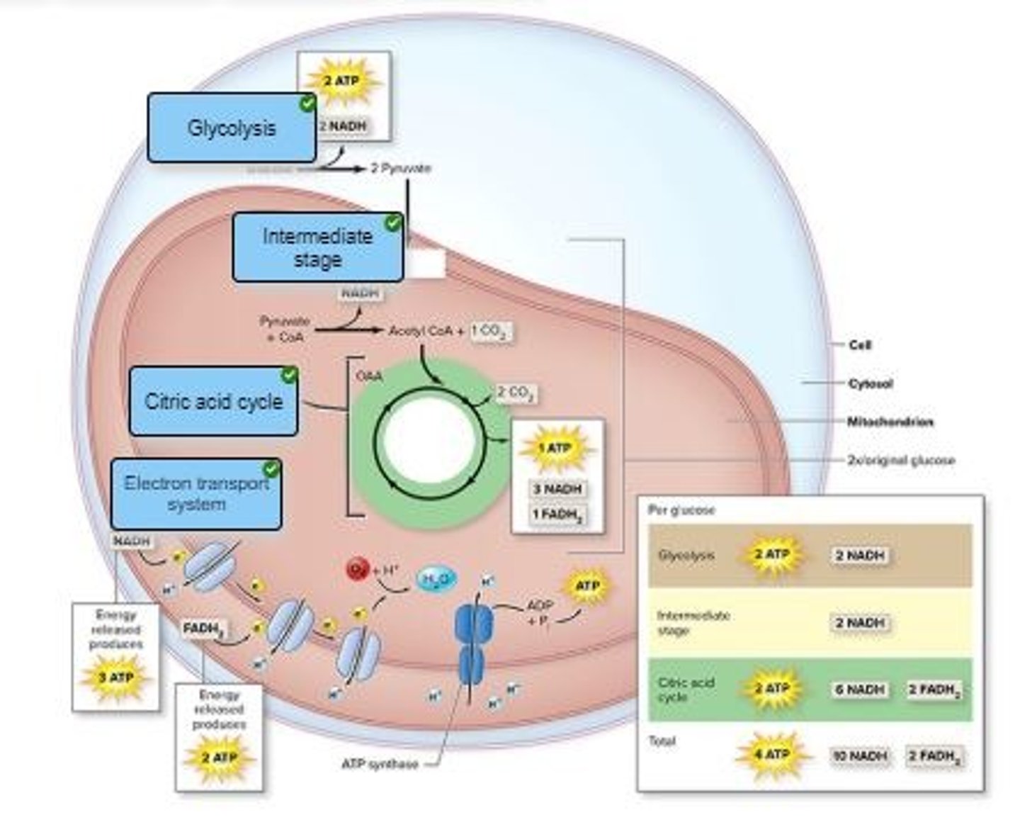 knowt flashcard image