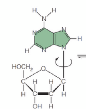<p>The _____ conformation, where the base is rotated around the N-glycosidic <strong>toward </strong>away from the sugar's 5' carbon, is generally favored due to steric hindrance.</p>