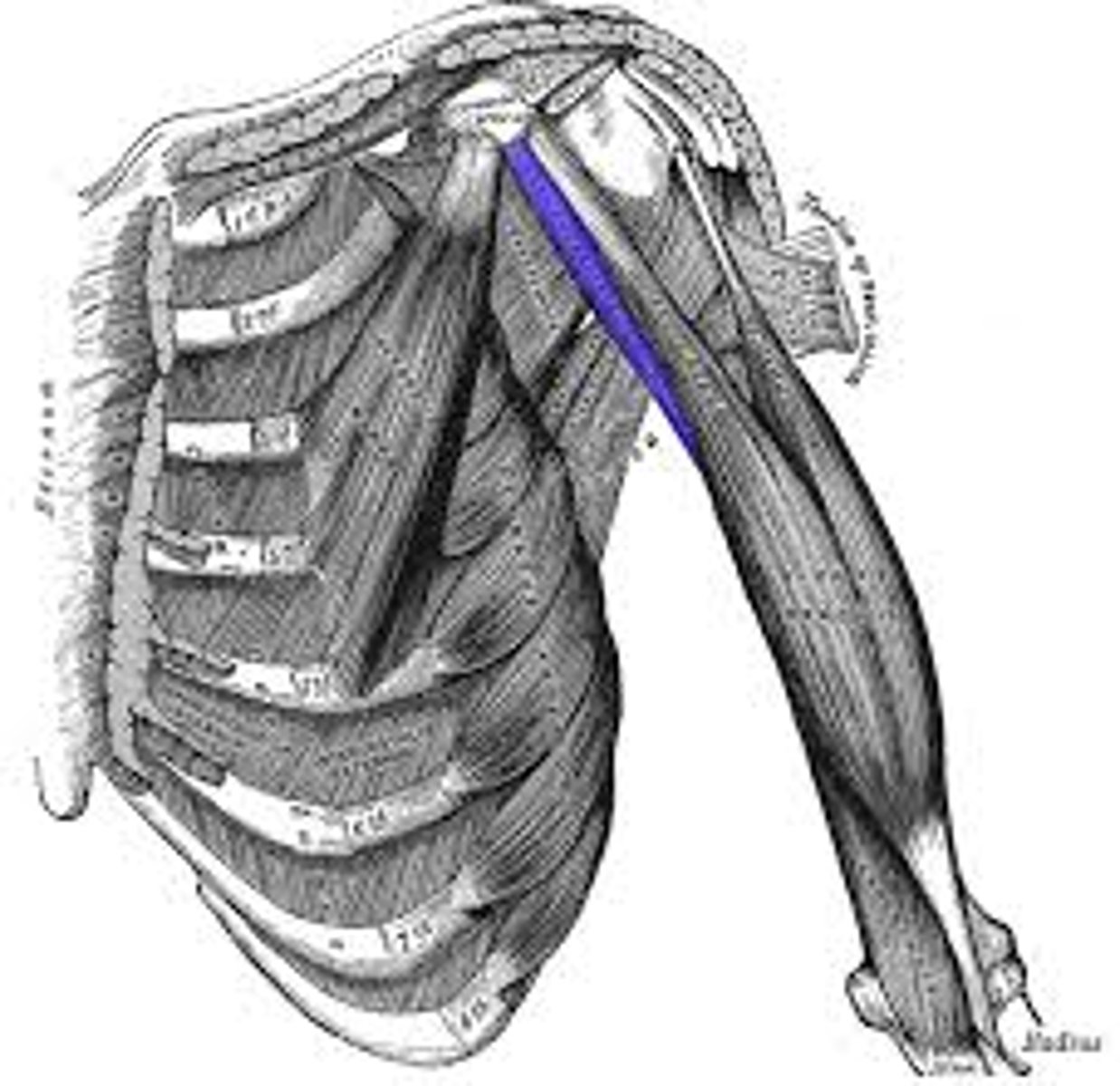 <p>anterior, deep, small and shiny, attaches to medial side of humerus</p>