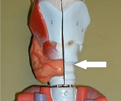 <p>What is this structure?</p>