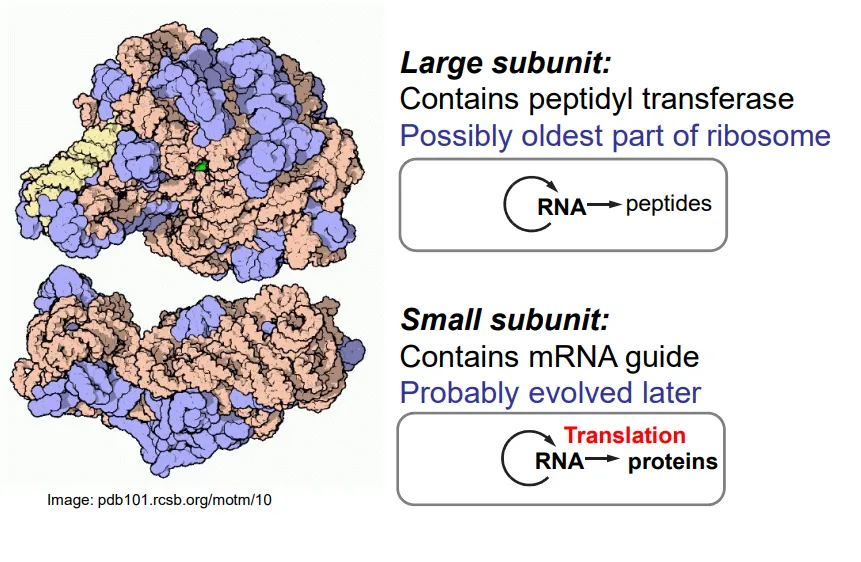 <ul><li><p>ribosomes are <strong>mostly composed of RNA</strong>, with some peripheral <strong>auxiliary proteins</strong></p></li><li><p>the <strong>large </strong>subunit contains <strong>peptidyl transferase</strong> (a <strong>ribozyme</strong>), which connects the amino acids by catalysing the formation of peptide bonds</p><ul><li><p>the tRNA molecules bind to the large subunit</p></li></ul></li><li><p>the <strong>small </strong>subunit binds to the mRNA so that codon-anticodon pairing can occur with the tRNA</p></li></ul><p></p>