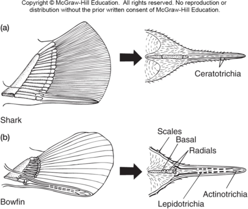 <p>horny fin rays made of elasin and dermal cells that support fin rays in Chondrichtyes</p>