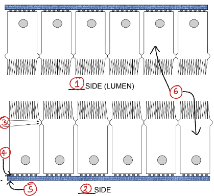 <p>Label this diagram showing the epithelial structure</p>