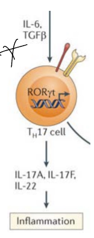 <p>They produce IL17 which has been described in inflammatory and autoimmune diseases, activated by the presence of IL6 and TGF-beta, IL23 also plays a role in finalizing the subset commitment (regulated by RORgamma-t as it induces IL17 release)</p><ul><li><p>Due to the presence of these cytokines, TFs are expressed inside the T cell which go to the nucleus and induce theproduction of specific cytokines.</p></li><li><p>Some autoimmnue diseases are caused bu the effect of Th17 cells, thru the expression of IL17 due to the reognition of self antigens can be potenially harmful.</p></li><li><p>The types of microbes which are targeted by Th17 are mainly extracllular pathogens (fungal and extracellular bacteria)— this si also the main mechnaism to eliminate them.</p></li></ul><p></p>