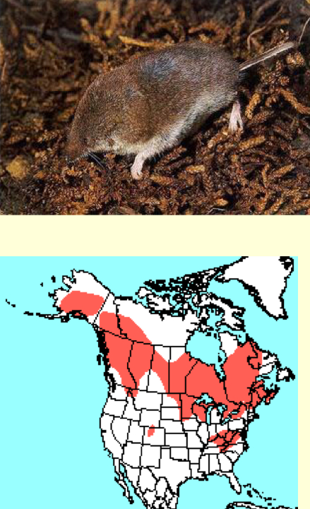 <p><em>Sorex hoyi</em>—Pygmy shrew</p>