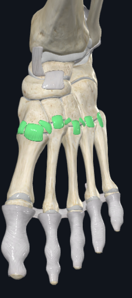 <p>Tarsometatrsal Joints&nbsp;</p>