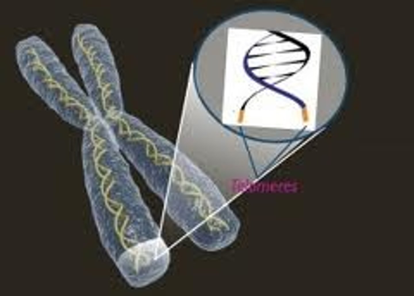 <p>protective caps on the end of chromosomes maintained by telomerase</p><p>- become SMALLER with each cell division</p><p>- cancer cells can activate telomerase leading to continued division</p>