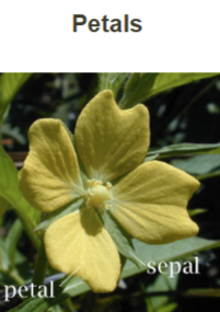 <p>Petals</p>