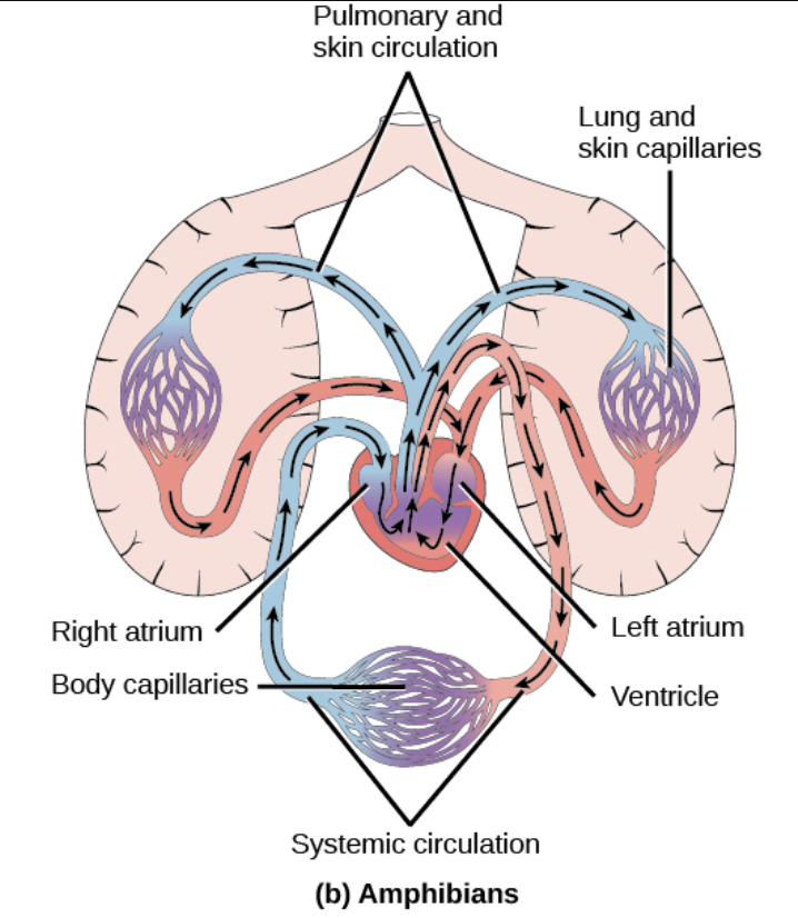 <p>Amphibian Circulatory System</p>