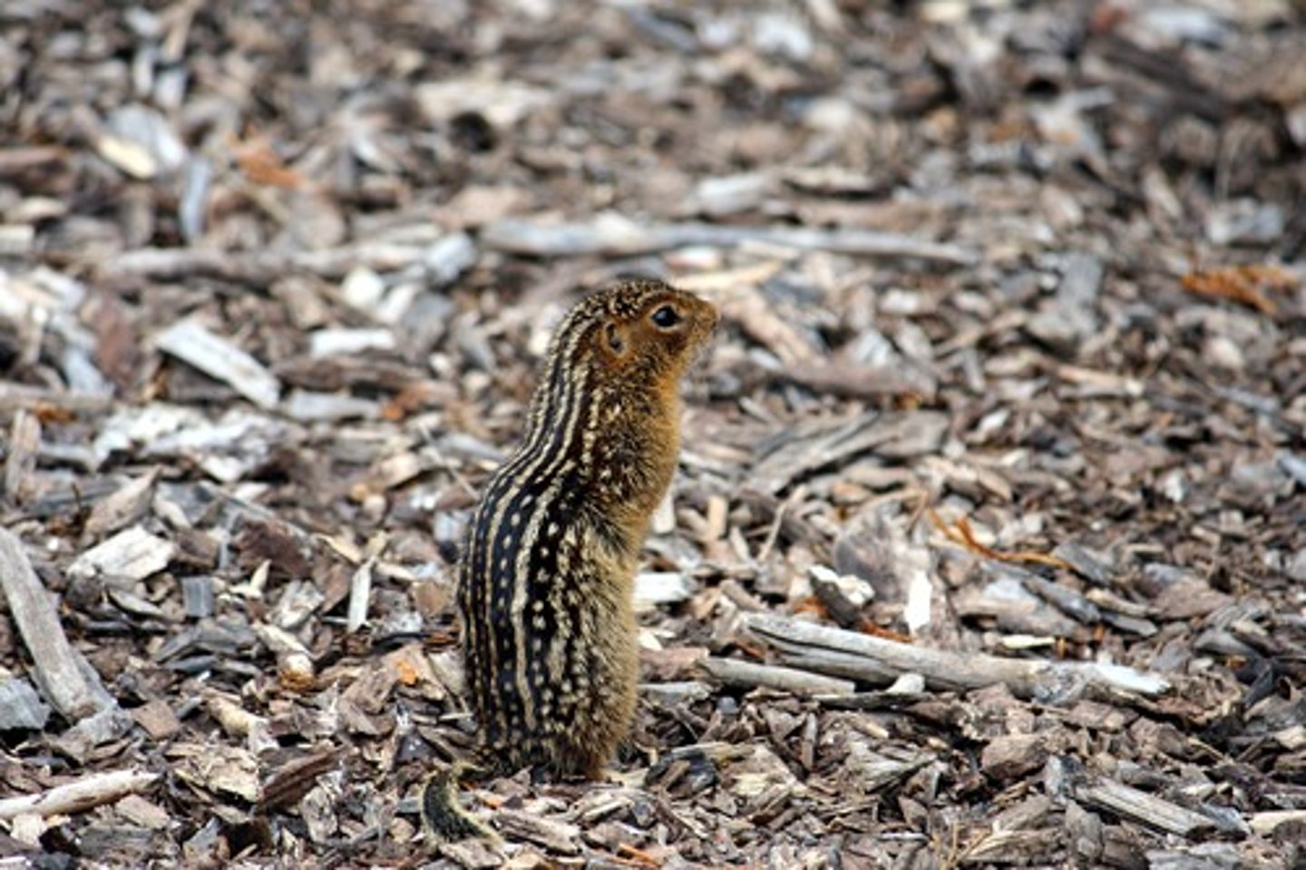 <p>thirteen lined ground squirrel</p>