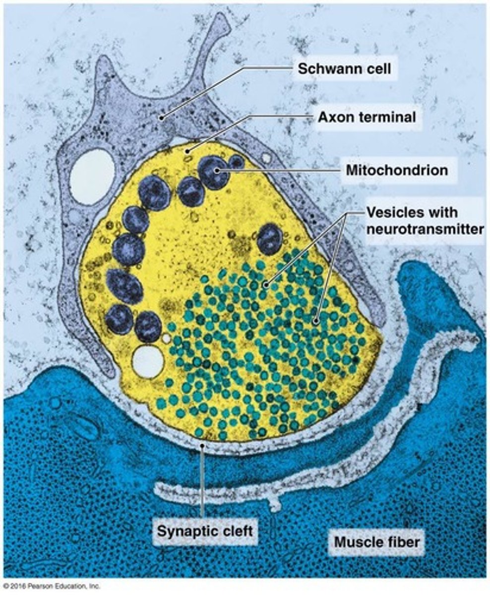 <p>Gap between presynaptic and postsynaptic neurons.</p>