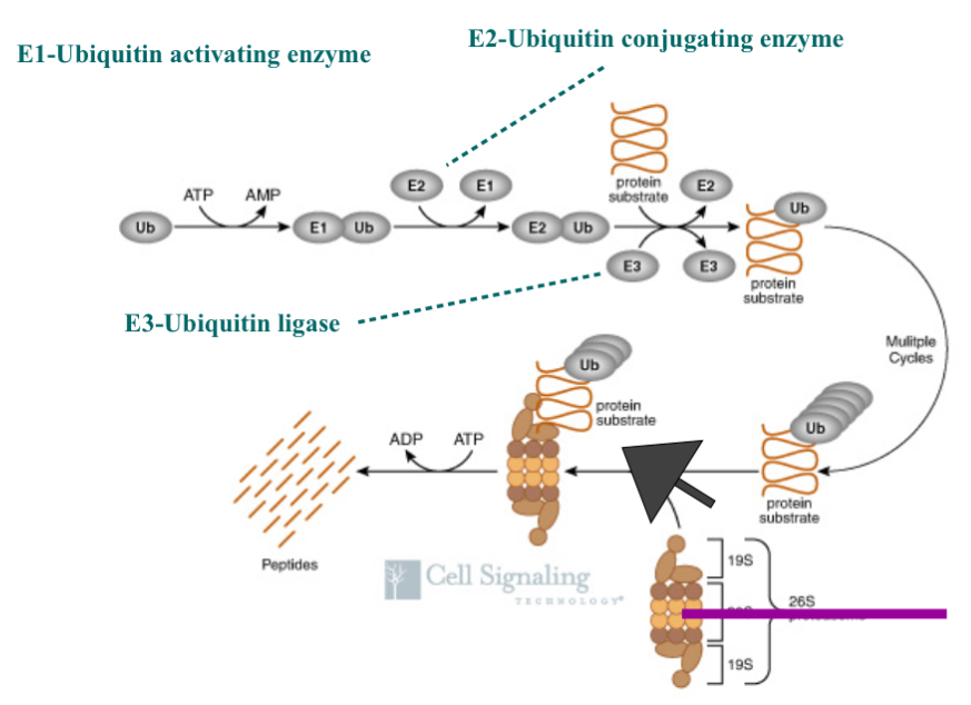 <ul><li><p><span>Ub = ubiquitin (in high amounts in every cell)</span></p><ul><li><p><span>it is not specific…can be added to everything as long as there is a lysine&nbsp;</span></p></li><li><p><span>not rate limiting in this process as we always have enough ubiquitin&nbsp;</span></p></li></ul></li><li><p><span>protein substrate = protein of interest&nbsp;</span></p></li><li><p><span>1. Use energy from ATP to link Ub to E1 (ubiquitin activating enzyme)</span></p><ul><li><p><span>By doing this you activate Ubiquitin&nbsp;</span></p></li><li><p><span>E1 is not specific, not many of them in the cell, and they are always there and ready to go so they are not rate limiting&nbsp;</span></p></li></ul></li><li><p><span>2. Take Ub and add it to E2 (Ub conjugating enzyme) that mediates the preparation to be add Ub to the protein substrate&nbsp;</span></p><ul><li><p><span>E2 are no specific,only a few in the cell,&nbsp; are always there in the cell, and are always ready to go&nbsp;</span></p></li></ul></li><li><p><span>3. Once E2 and Ub are together it can be added to the protein of interest by the help of E3 (Ub Ligase)</span></p><ul><li><p><span>join Ub to the target&nbsp;</span></p></li><li><p><span>E3 goes up and down, and they are specific…E3 gives the process specificity&nbsp;</span></p></li><li><p><span>if you can prevent a specific protein from being degraded you have a way to intervene a pathway that may be disrupted in cancer&nbsp;</span></p></li></ul></li><li><p><span>Steps 1., 2, and 3. Continue and create a chain of Ub on the protein of interest</span></p></li><li><p><span>4. 26S chromosome (garbage can with a lid thing) the part on the top and bottom is what interact with Ubiquitin and that’s how the Ubiquitin targets the protein to be degraded…chain of ubiquitin molecules interacts with the lid of the garbage can and brings the protein into the garbage&nbsp;</span></p></li><li><p><span>5. The protein inside the garbage can there are enzymes in the garbage can that break the amino bonds between the amino acids and breaks the protein down into smaller peptides and/or the individual amino acids…this changes the structure and therefore changes the amino acids function…this broken off amino acids can then either be used in metabolism or used to make new proteins&nbsp;</span></p></li></ul><p></p>