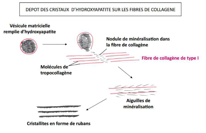 vésicule est pleine → minéral perce la mb basale + se dépose dans les fibres de collagène → forme nodules → propagent minéralisation