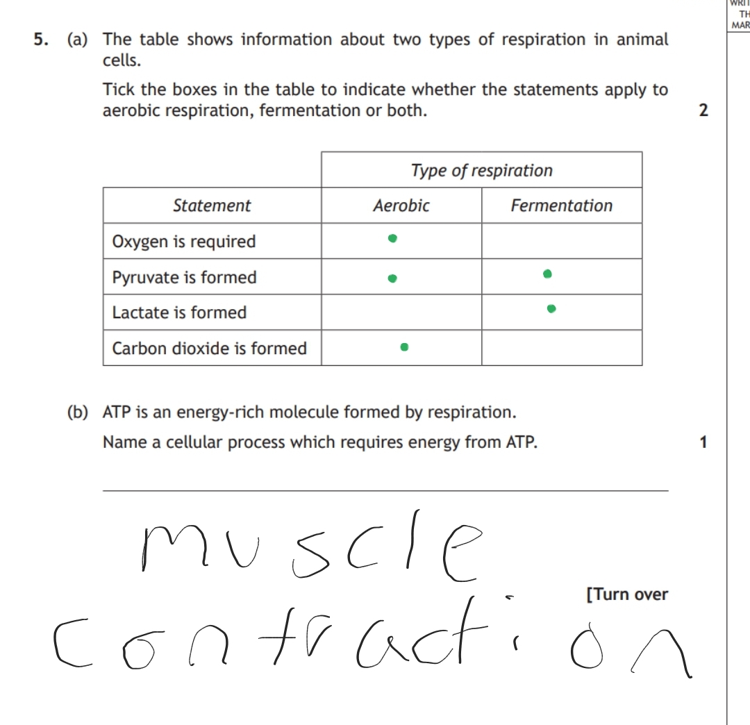 <p>Muscle cell contraction + cell division</p>