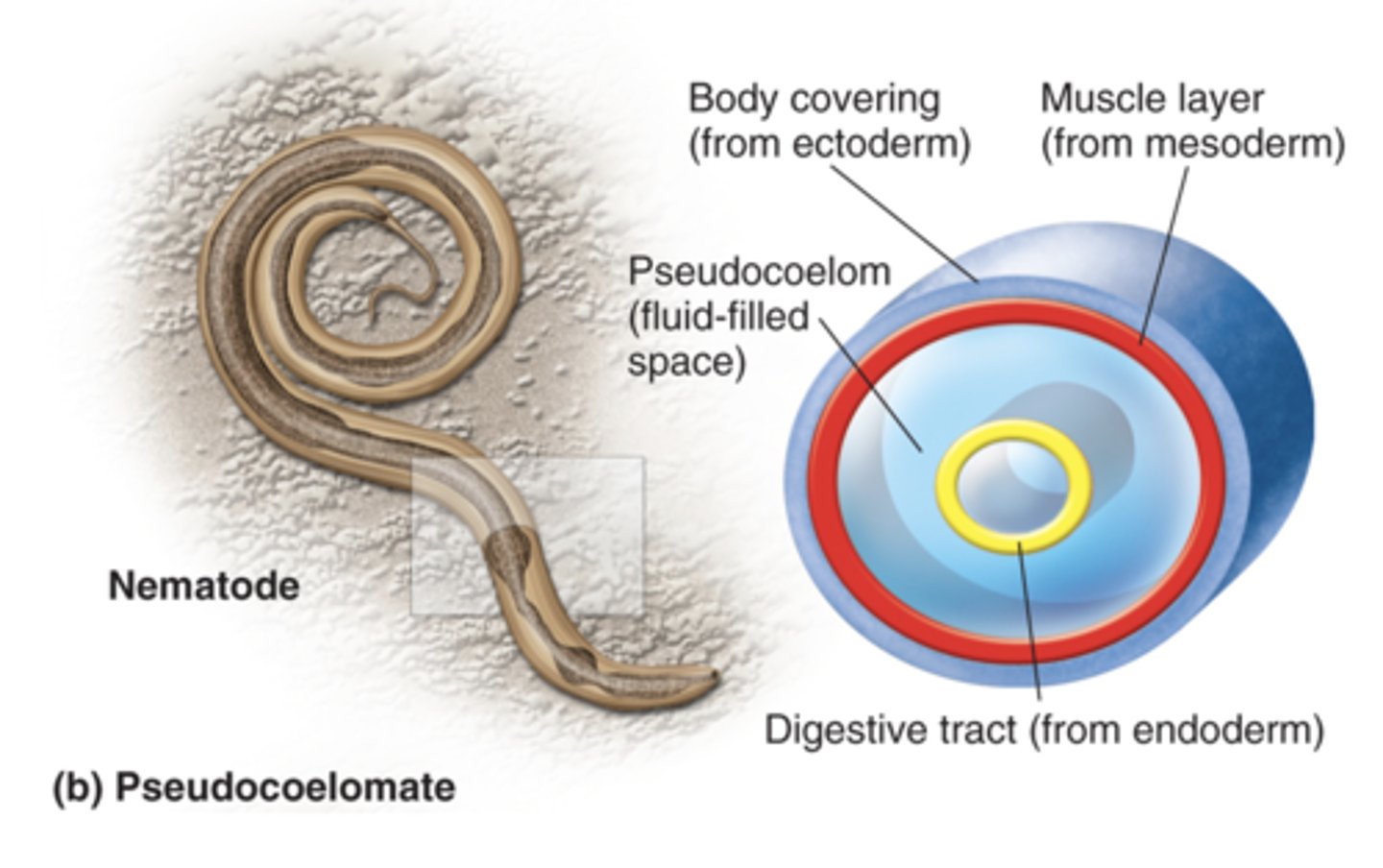 <p>organisms whose coelom only have a partially lined mesoderm </p><p>- ex: roundworms </p>