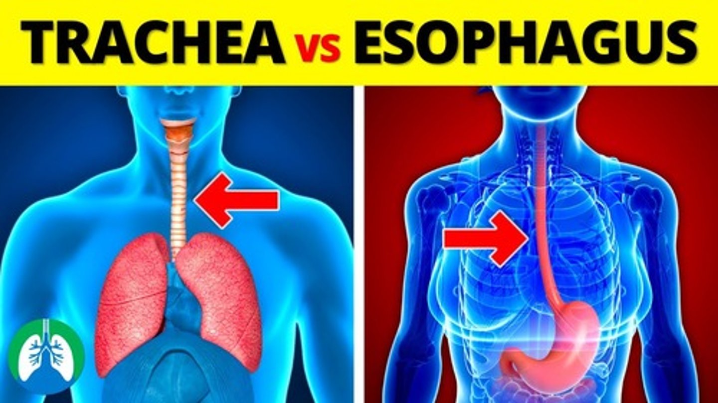 <p>The trachea is the airway leading to the lungs, while the esophagus is the tube that carries food to the stomach.</p>