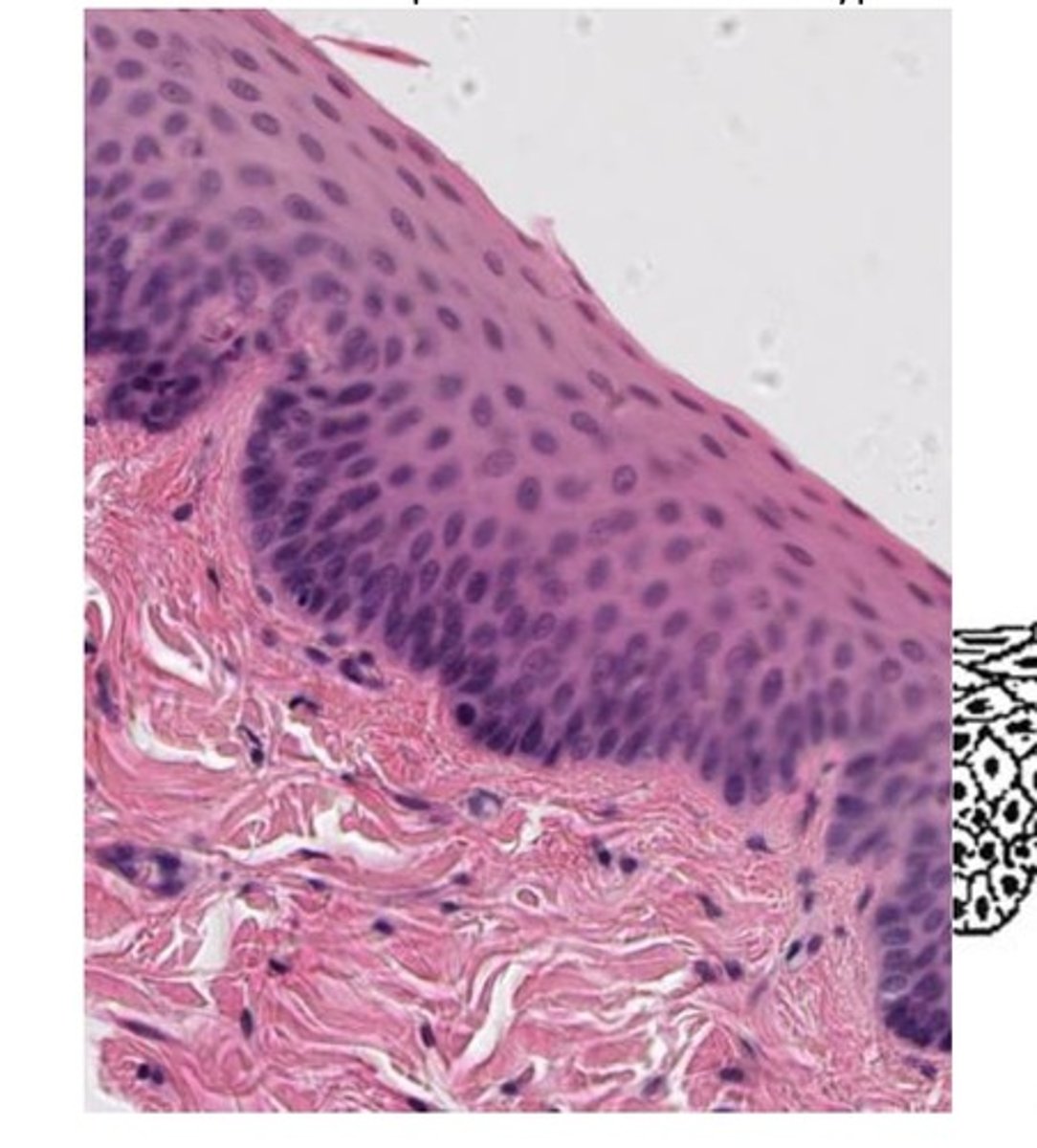 <p>nuclei present in all layers of cells including</p><p>the apical or free surface. Typical locations: mouth, esophagus, vagina, anal canal</p>