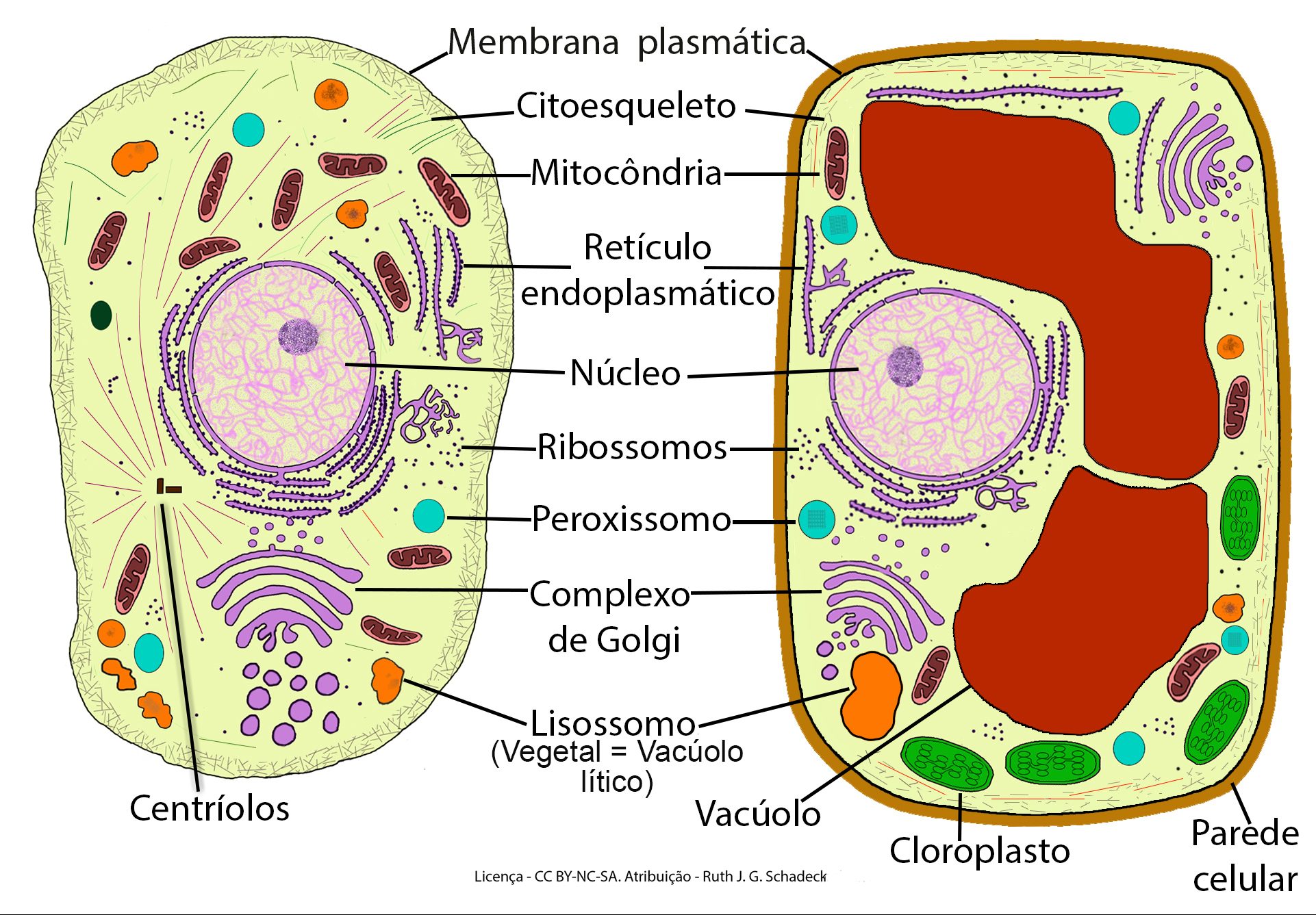 * ^^parede celular^^ - envoltório composto de celulose, dá forma e suporte para a célula
* ^^vacúolo de suco celular^^ - delimitado por uma membrana lipoproteica, onde dentro é armazenada água, açúcares, sais minerais …
* ^^cloroplastos^^ - “antena“, contém clorofila e são responsáveis pela fotossíntese
* ^^plasmodesmos^^ - “pontes“ citoplasmáticas entre células vizinhas. Poros → citoplasma → plasmodesmos