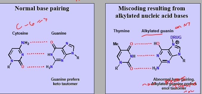 <p>Alkylated nucleic acid guanine prefers enol tautomer while regular G prefers keto tautomer. These differences cause incorrect binding instead of G-C it is G-T</p>