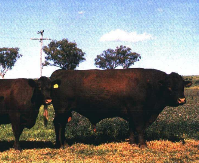 <p>breed, type, , place of origin</p>