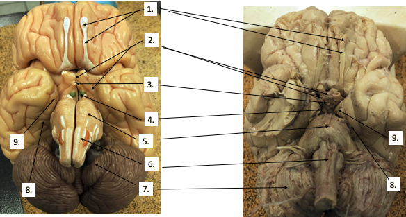 <p>What structure(s) are #4?</p>