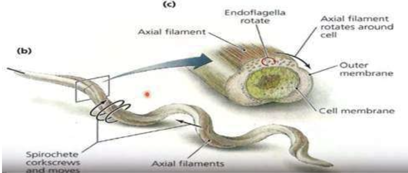 <p>Some spiral bacteria have amphitrichous flagella that <strong>spiral tightly around the cell </strong>(instead of protruding into the surrounding environment). <strong>This is considered what which form an axial filament that wraps around the cell between the cell membrane and outer membrane?</strong></p>