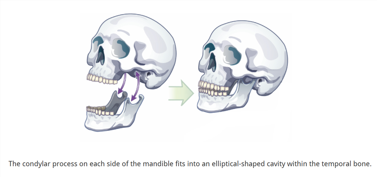 <p> egg-shaped condylar head fits into an elliptical cavity in the temporal bone</p><p><u>articular surfaces </u>of the condyle and temporal bone are <u>covered with fibrocartilage</u>&nbsp;(prevents wear and tear)</p>