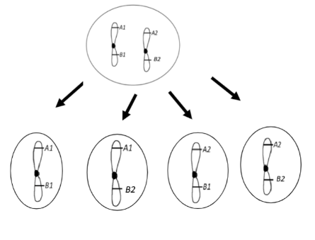 The goal of **miosis** is for parent cell (germline cell) to produce **four** daughter cells or gametes (eggs and sperm) that are **genetically different** from each other the parent cell and each other (mitosis occurs in germline cells)