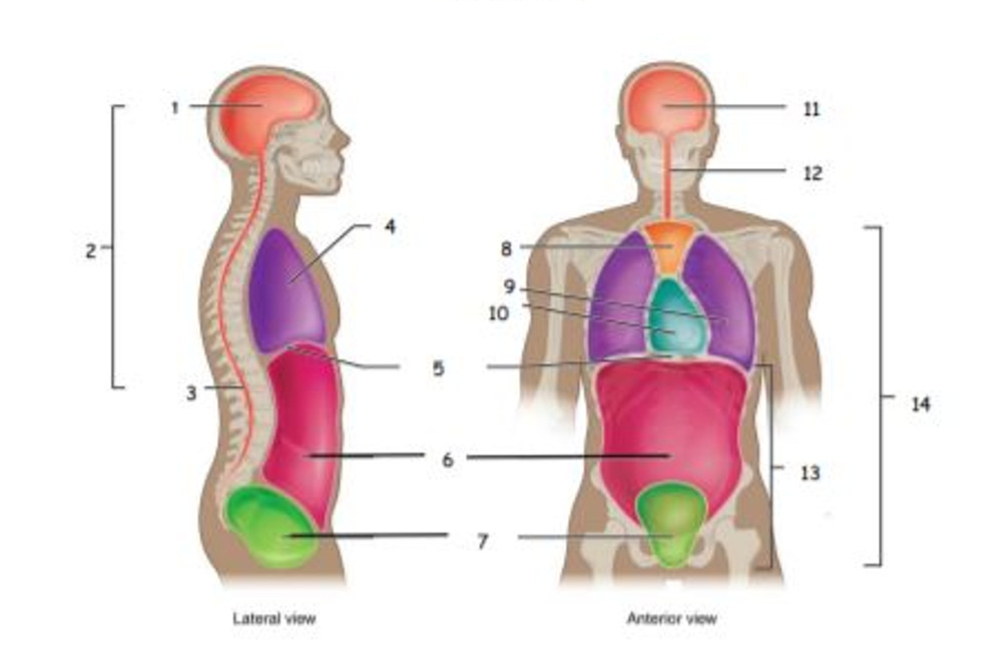<p>name the body cavities</p>