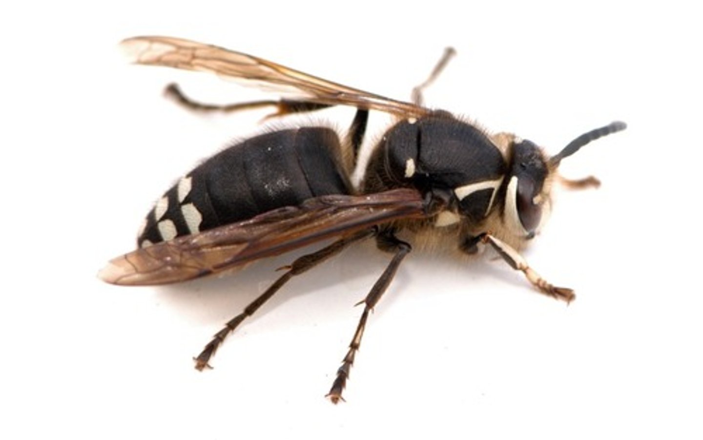 <p>Apart of the wasp family.</p>