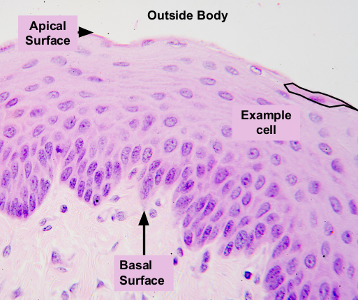 <p>Outerskin&nbsp;</p>