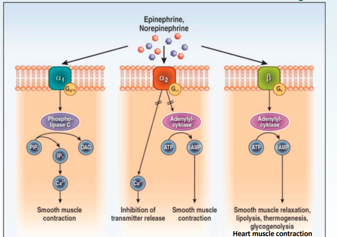 <p>Explain this image, but the first panel only</p>