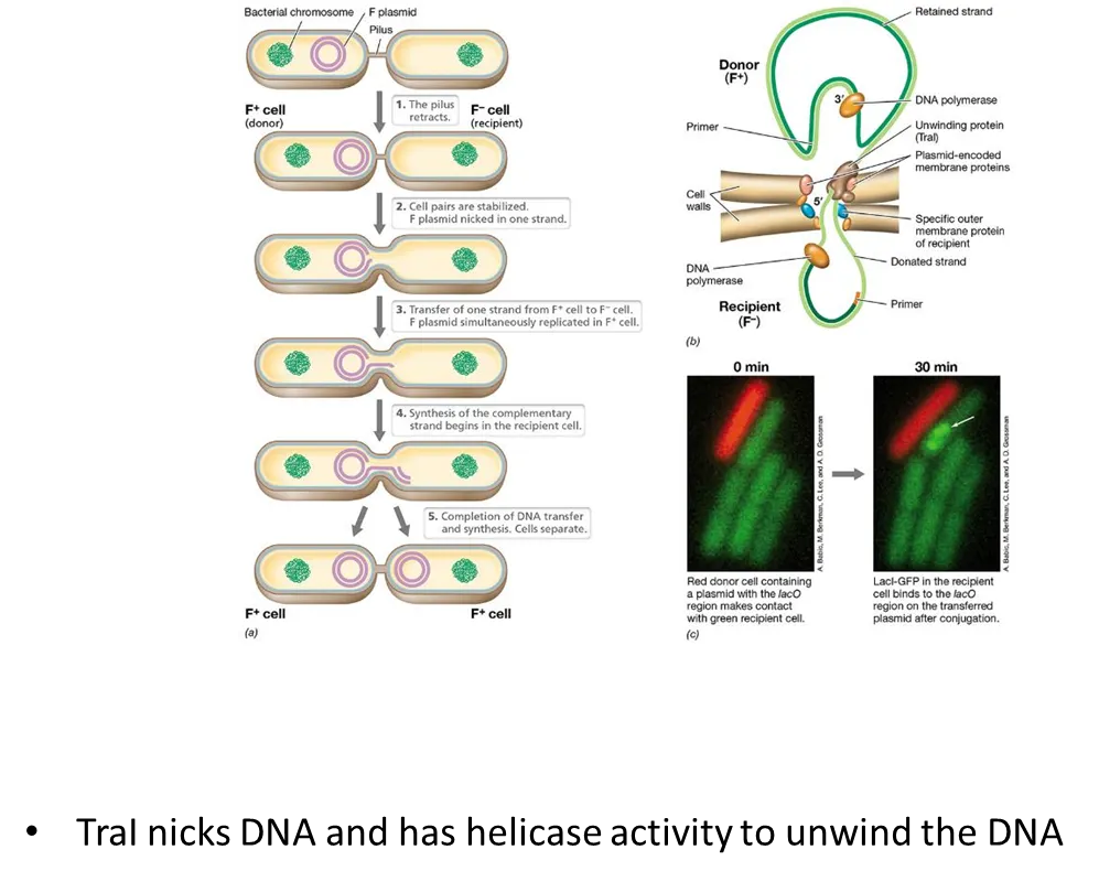 <p>the <strong>fertility plasmid </strong>has all the genes needed to carry out conjugation, and can be transferred from a donor (F+) to a recipient that doesn’t have it (F-)</p><ul><li><p>it has <strong>tra genes</strong> which allow it to form a <strong>sex pillus</strong>- a <strong>bridge </strong>that draws the two cells together to form a <strong>mating junction</strong></p></li><li><p>the plasmid is <strong>nicked </strong>in one strand by the <strong>traI enzyme</strong>, and this strand moves into the F- cell, while both strands are <strong>simultaneously replicated</strong>, to form two double stranded plasmids, so that <strong>both </strong>cells are F+ (<strong>rolling circle replication</strong>)</p></li><li><p>the F plasmid is an <strong>episome </strong>(a plasmid that can recombinate and integrate into the chromosome), as both the plasmid and chromosome both have <strong>insertion sequences </strong>that match up</p></li><li><p>further conjugation will then transfer a bit of the host’s chromosome, which must <strong>recombine </strong>into the recipient’s chromosome as the whole F plasmid won’t be transferred, resulting in gene transfe</p></li></ul><p></p>