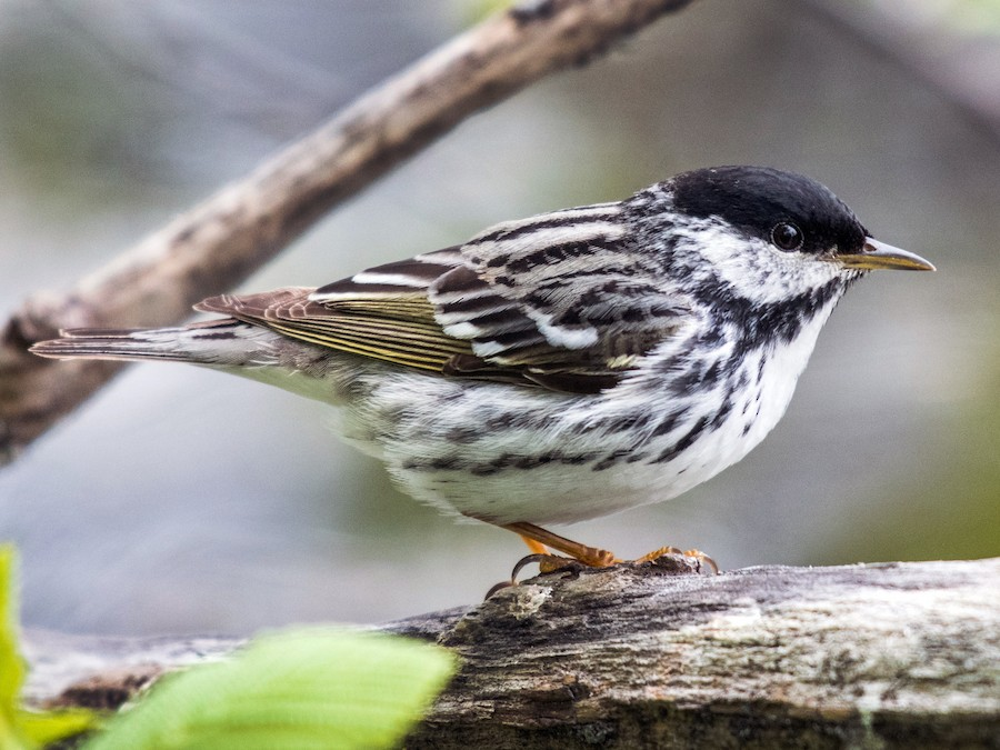 <p>Blackpoll Warbler</p>