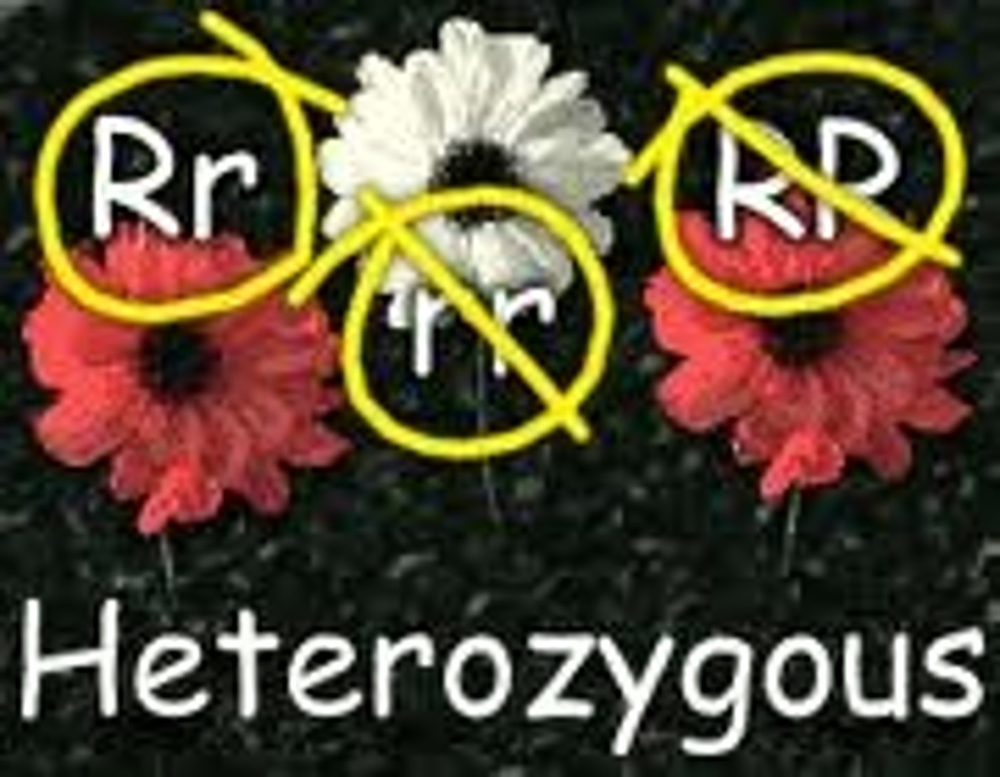 <p>Two different alleles (Aa).</p>