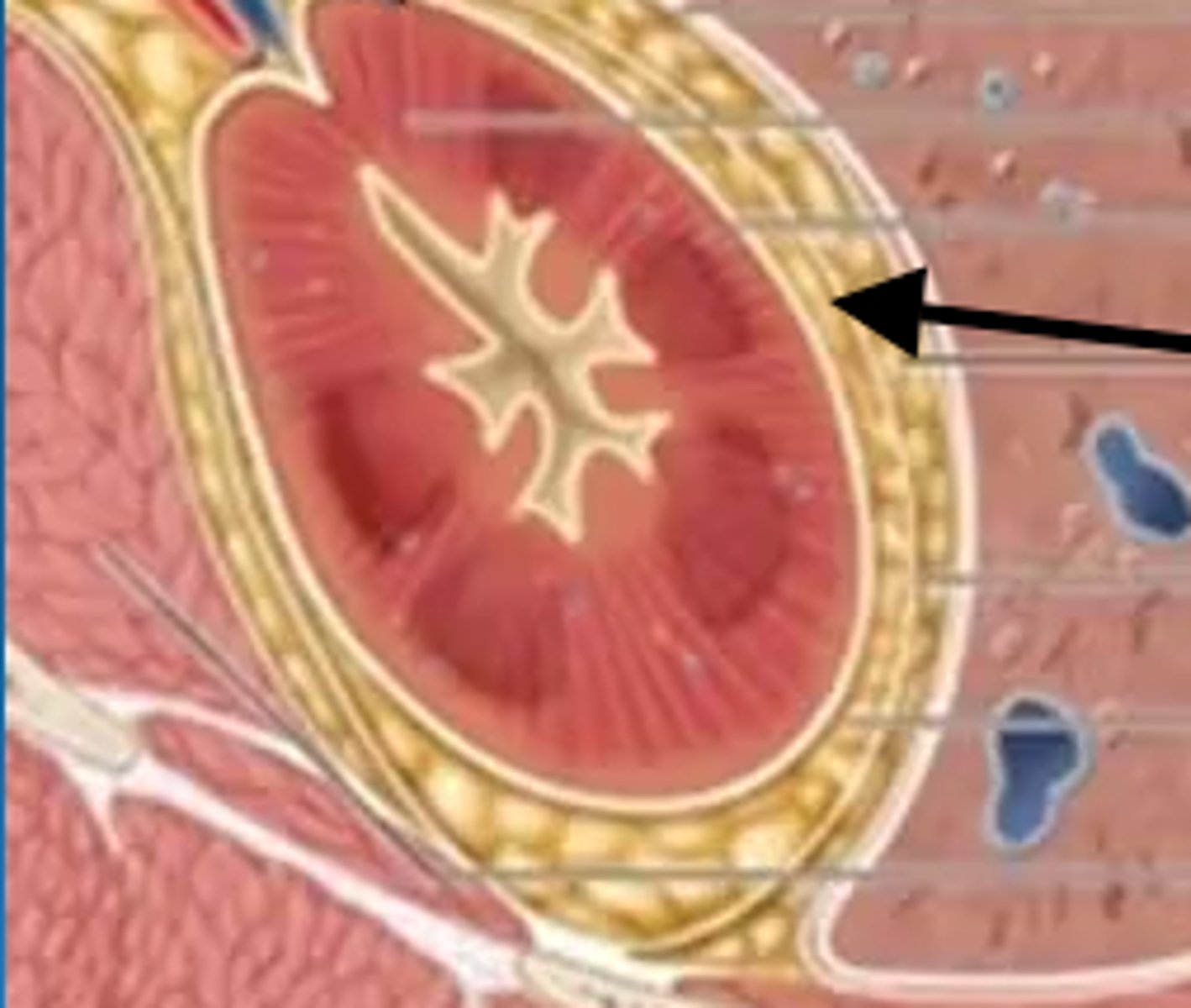 <p>Middle adipose layer cushioning kidneys and adrenal gland</p><p>- covers renal capsule</p>