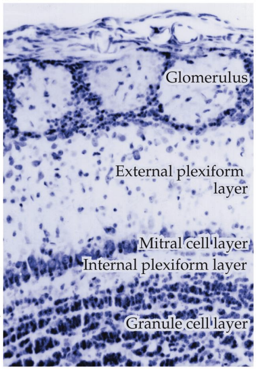 <ul><li><p><strong>Glomerular layer</strong></p></li><li><p><strong>External plexiform layer</strong></p></li><li><p><strong>Mitral cell layer</strong></p></li><li><p><strong>Internal plexiform layer</strong></p></li><li><p><strong>Granule cell layer</strong></p></li></ul><p></p>
