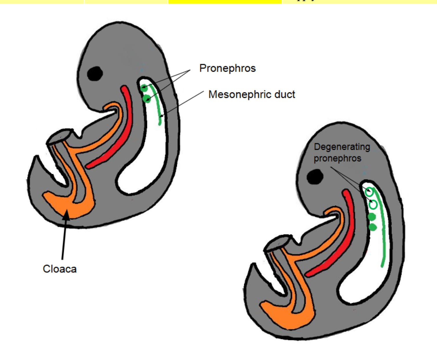 <p><span><span>4-5 tubules</span></span></p><ul><li><p>First to appear</p></li><li><p>Vestigial, non-functional</p></li><li><p>Degenerates quickly</p></li><li><p><span style="color: rgb(255, 255, 255);"><span>duct develops alongside</span></span><span style="color: rgb(255, 255, 255);"><br></span><span style="color: rgb(255, 255, 255);"><span>pronephros</span></span></p></li><li><p><strong>Its degeneration triggers mesonephros to form   </strong></p></li></ul><p></p>