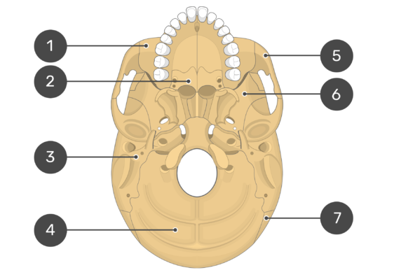 <p>what is number 7? (inferior view)</p>