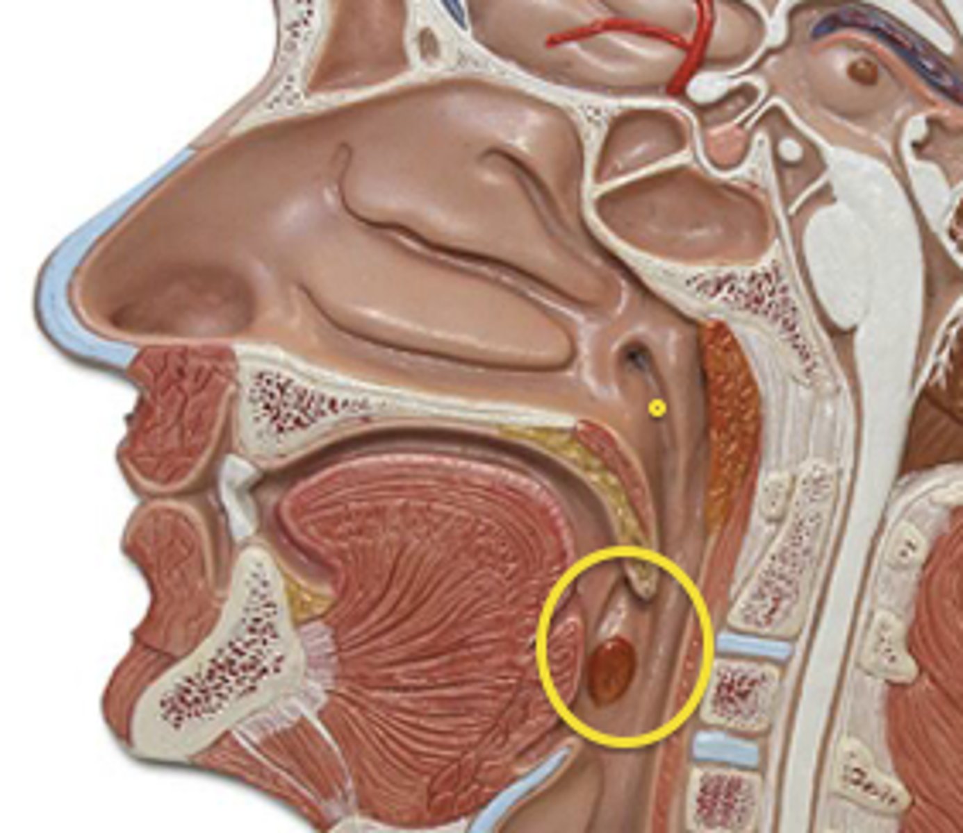 <p>The epiglottis is part of which section of the pharynx?</p>
