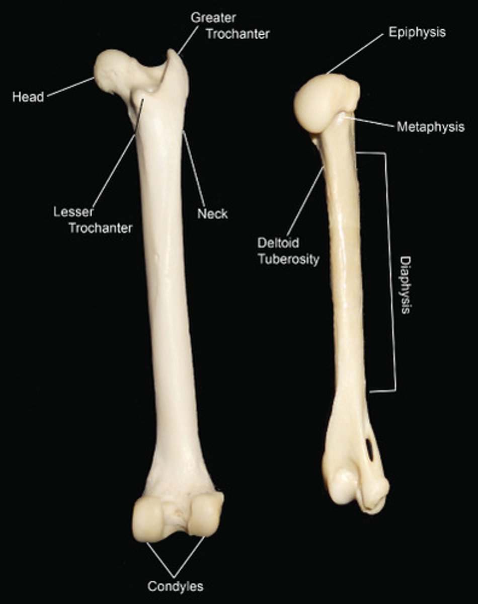 <p>proximal end</p>