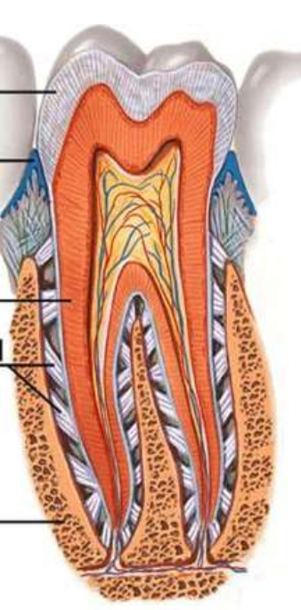 <p>Identify the following structures on the tooth: enamel, dentin, pulp cavity, gomphosis, and apex,</p>